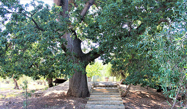 La grande quercia secolare