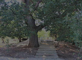 La grande quercia secolare