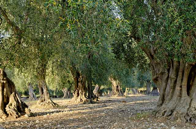 Uliveto - Masseria Le Macine