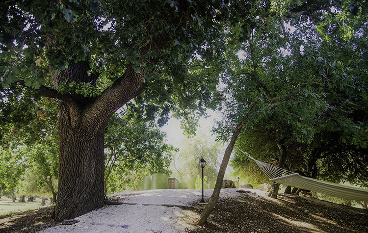 The great old oak tree