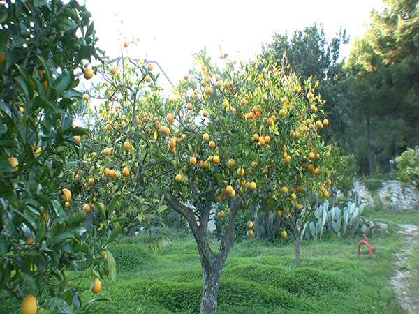 Arance e limoni del Gargano, Puglia
